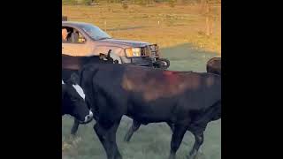 90 Home Raised Super Black Baldies Calving the Spring to Angus Bulls Young Spring Calving Black Cows
