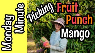 Monday Minute- Picking 'Fruit Punch' Mango!