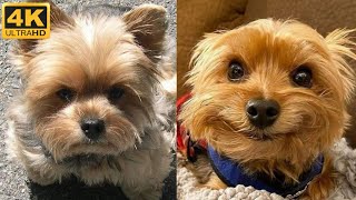Cute yorkies videos  Funny yorkie compilation, try not to laugh    Khrystyn reaction