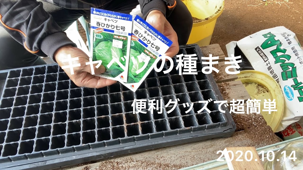 野菜作り キャベツの種まき 新型播種板は超便利 Youtube