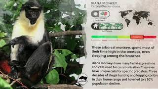Diana Monkeys & Siamang React to Bigfoot (Costume)