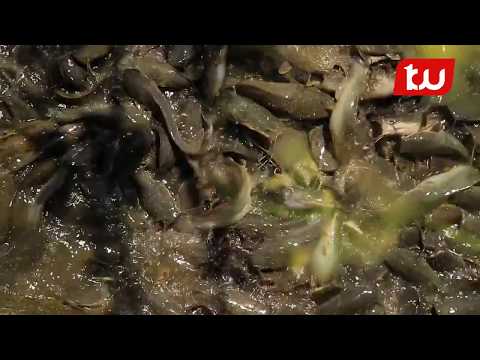 Tengeneza Mamilioni Ya Pesa Kupitia Ufugaji Samaki Soko Kubwa