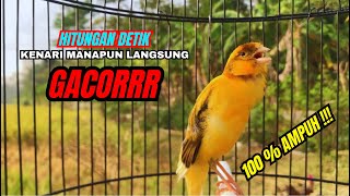 Kenari gacor NGEROL PANJANG cocok untuk PANCINGAN KENARI PAUD bikin BURUNG KENARI GACOR PANJANG