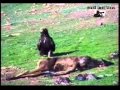 Águila real vs Buitre leonado