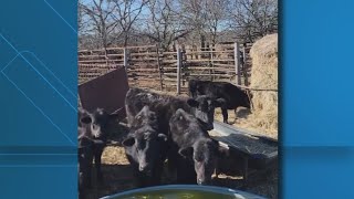 Central Texas ranchers hoping for answers after alleged cattle theft