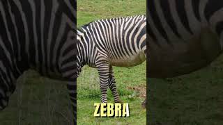 Zebra Funny Animal Universe