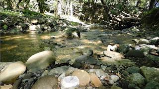 Nature Scenes From Damiani Creek 10