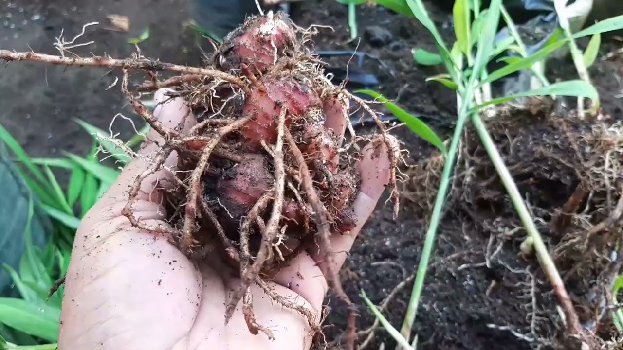 Cara Mudah Memperbanyak JAHE MERAH DI POLYBAG Dari 2 Pohon Bisa Jadi Ratusan Pohon