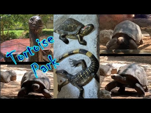 Tortoise park | Turtle Park | ஆமை பூங்கா | Aamai - YouTube