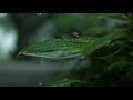 Slow Motion Rain Falling Onto Leaf