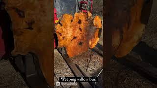 Power washing a dirty Weeping Willow slab #slowmo #sawing #woodworking #powerwashing #satisfying