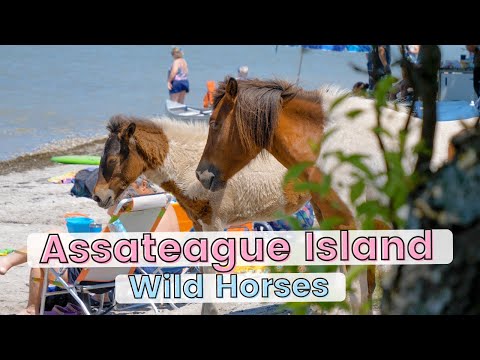 Looking for Wild Horses at Assateague Island National Seashore!