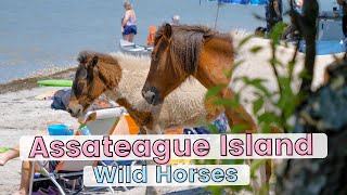 Looking for Wild Horses at Assateague Island National Seashore!