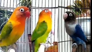 Masteran Suara  Lovebird Ngekek Berbagai Tipe Bikin Burungmu Pandai Bernyanyibird lovebirds