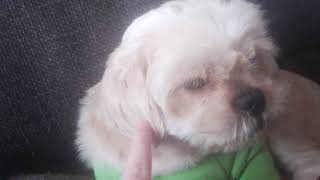 Schattigste BOOMER HONDJE