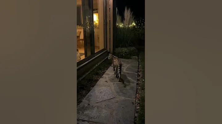 Watch the video about Serval Strolls Past House Cat