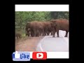 لقطة عجيبة لانتى الفيل التي لاتفارق صغيرها الميت mp3