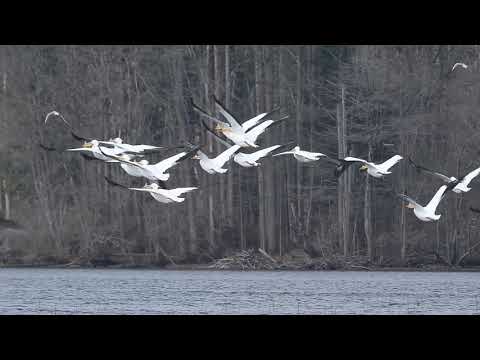 American White Pelicans