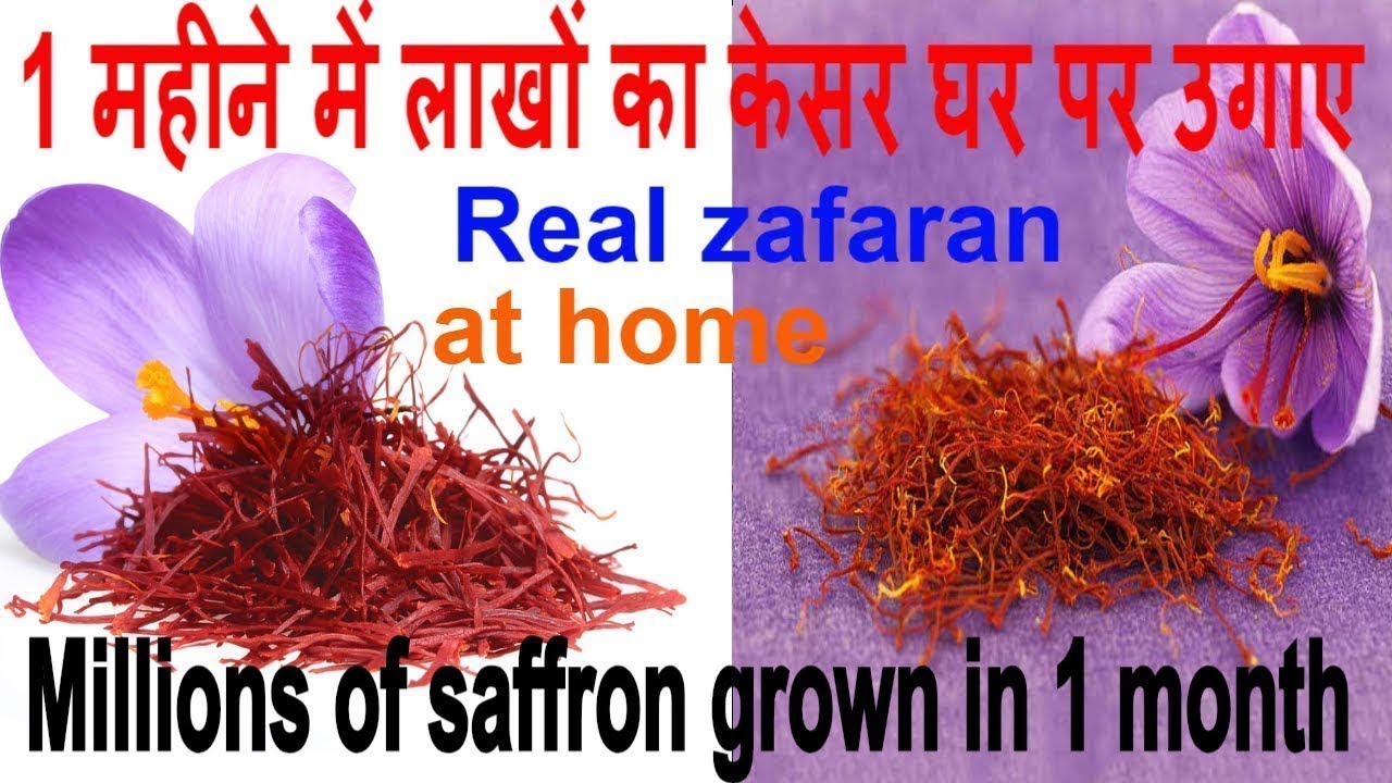 Kesar Bulb घर पर केसर (kesar) कैसे उगाएं. How to grow saffron at home. saffron ...