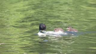Territoriality in Common Loons