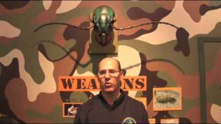Spigot Science Magazine's Crash Course On Insects