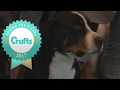 Introducing the Great Swiss Mountain Dog at Crufts 2017 の動画、YouTube動画。