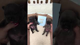1-20 DAYS old puppies 😍 #viralshorts  #growth