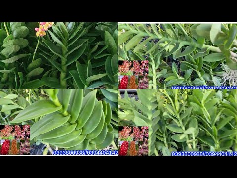 Video Denro khủng lá mít hàng siêu vip, phi điệp nguyên giề... - youtube