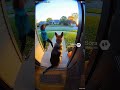 The Dog Watching the Street Like a Guard #guraddog #dogvideo #ringdoorbell