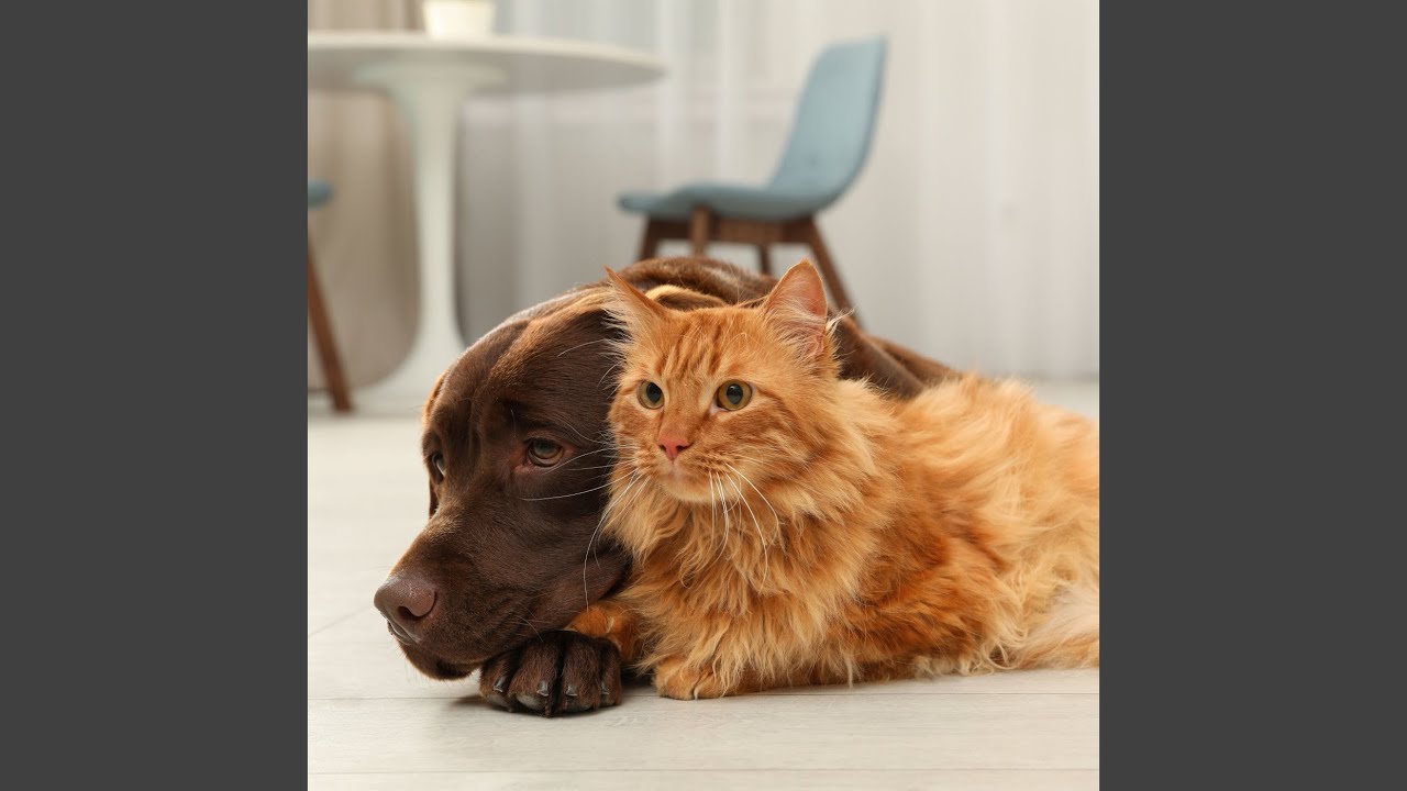 Rain's Serene Pet Tunes