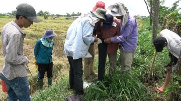 Con Vện Khủng Hại Con Sáp Chì Chà Bá Thêm 2 Con Không Độc...| Mười Thương SB_ Tập 116