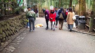 2018年2月11日(日) 京都嵐山冬の竹林観光 Kyoto Arashiyama