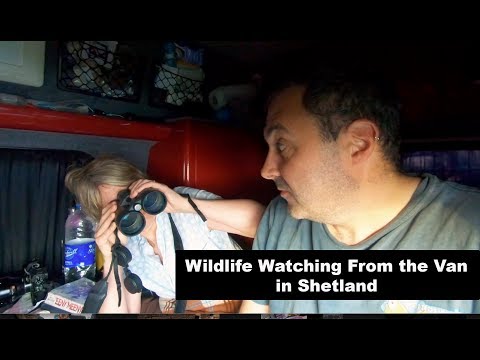 Wildlife Watching From The Van In Shetland | VanLife Scotland