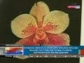 Panukalang kilalanin ang waling-waling bilang isa pang national flower, inaprubahan na ng Senado