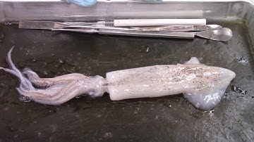 Squid dissection