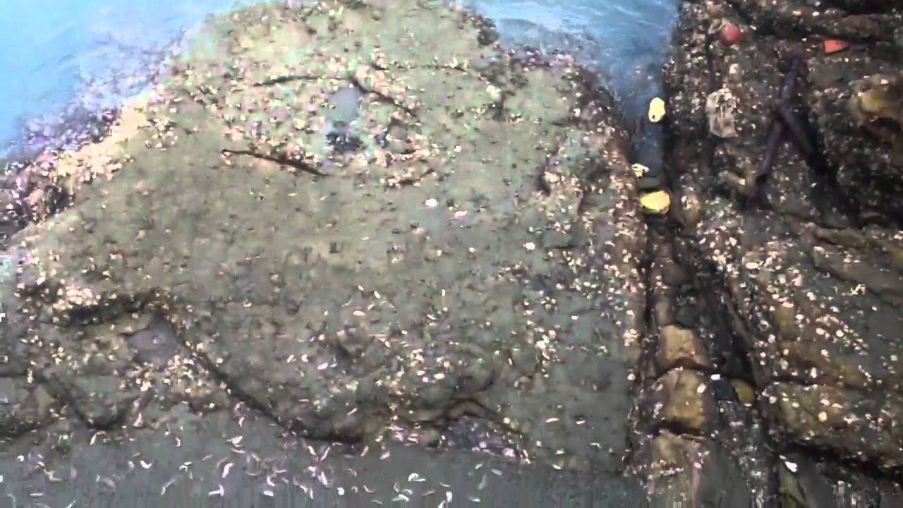 ウミケムシ大量発生 Youtube