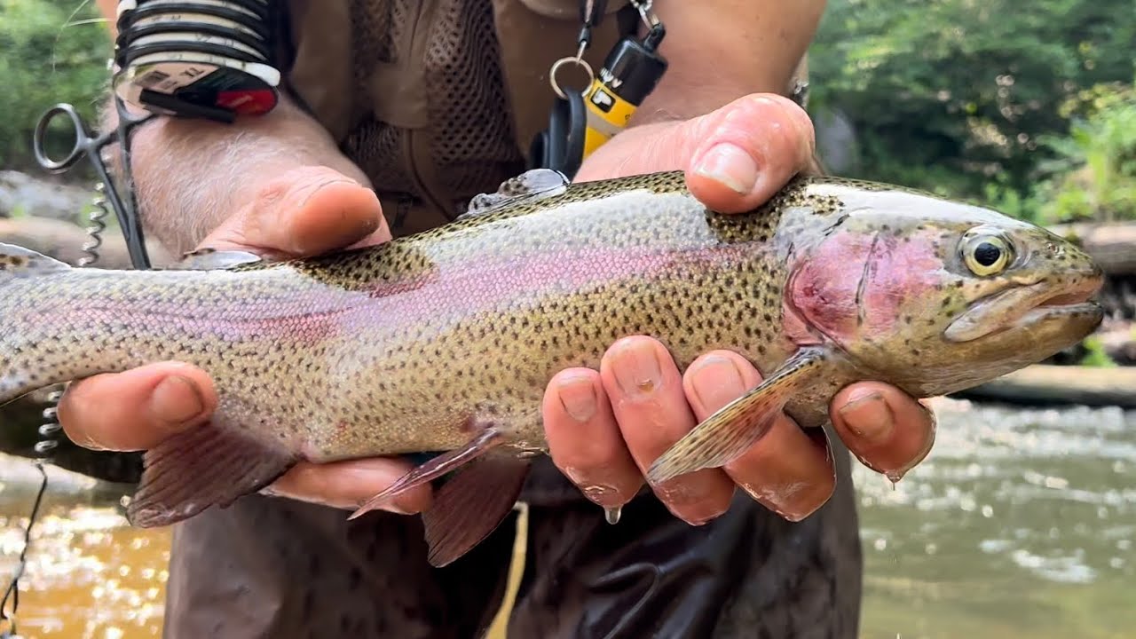 NJ Trout Fishing on 6/17/23 South Branch of the Raritan River. #trout #