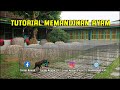 Tutorial memandikan ayam bangkok kesayangan sebelum berjemur pagi