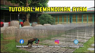 Tutorial Memandikan Ayam Bangkok Kesayangan Sebelum Berjemur Pagi.