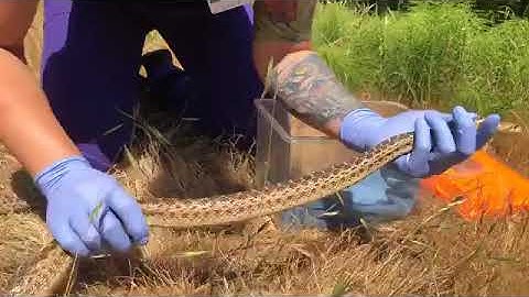 Releasing the Gopher Snakes