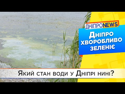 Стан води: чому цвіте Дніпро?