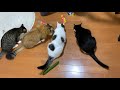 飼い猫の後ろにキュウリを置いて驚く?