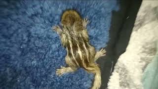 Tirupati Balaji Saved This Baby Squirrel