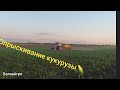 ❌Опрыскивание кукурузы🌽 гербицидом миладар Дуо.❌МТЗ 892.2 с  опрыскивателем Богуслав✌️