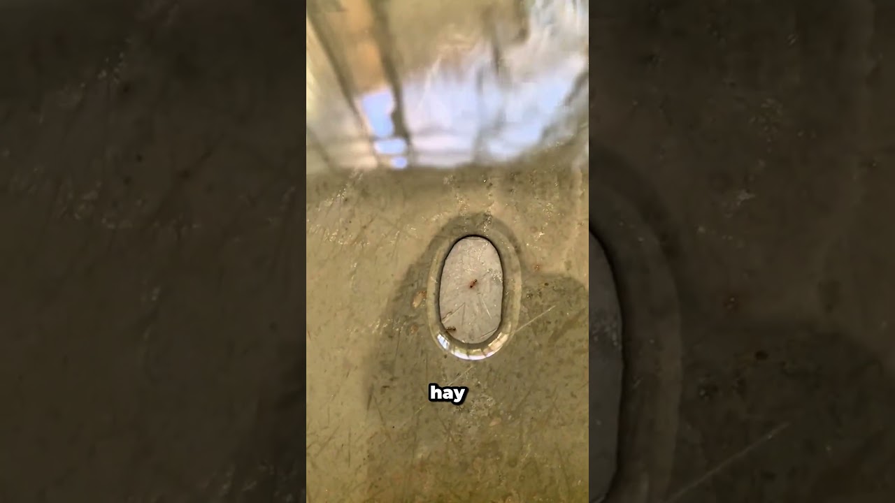 El increíble escape de las hormigas atrapadas por el agua