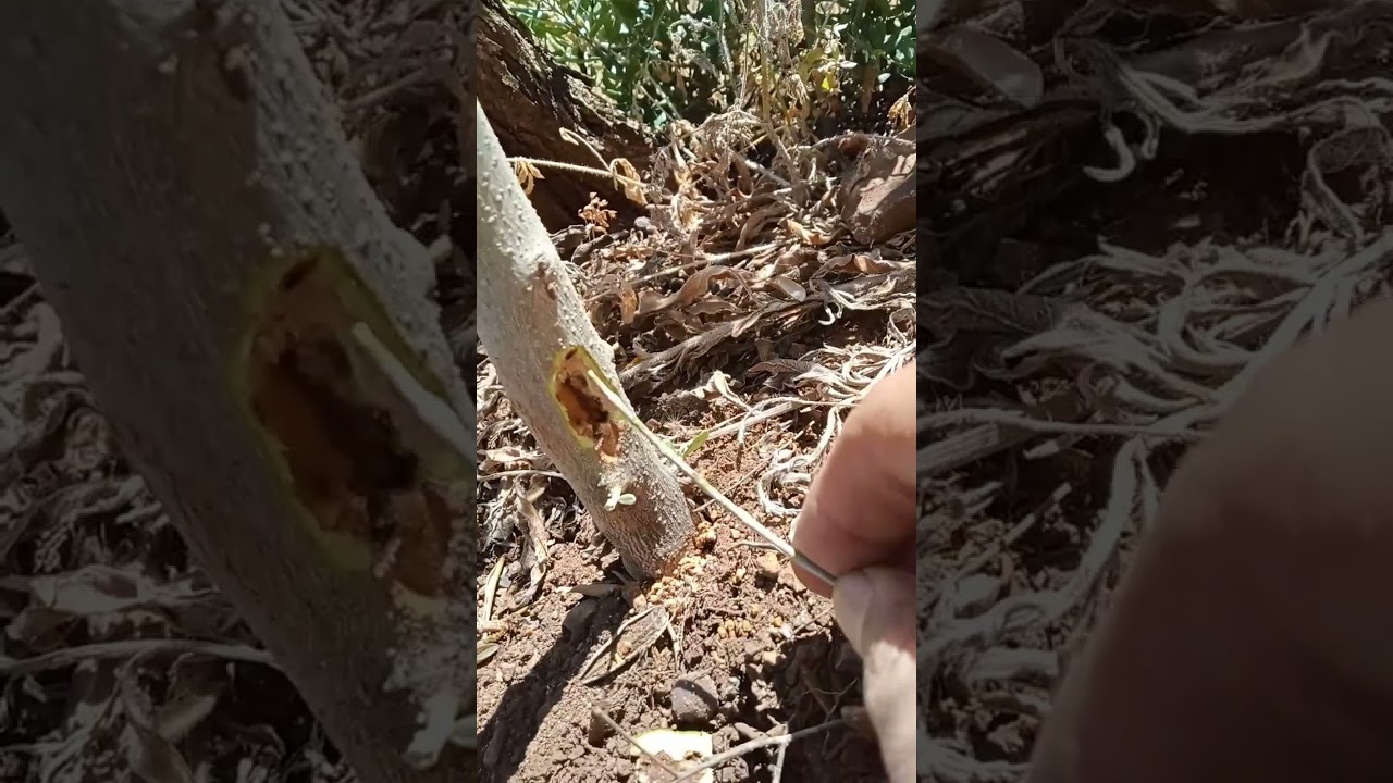 ZEYTİN AĞACI GÖVDE KURTDU MÜCADELESİ ‐ Clipchamp ile yapıldı