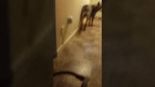 Missy The Husky Cries And Begs For Walkies