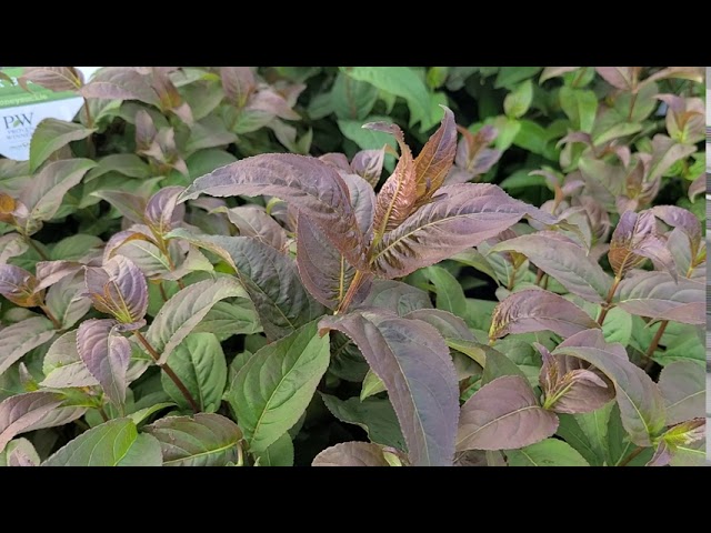 Diervilla Kodiak® Black// A TOUGH, HARDY, Compact and Easy to Grow⭐ Shrub From Proven Winners®!