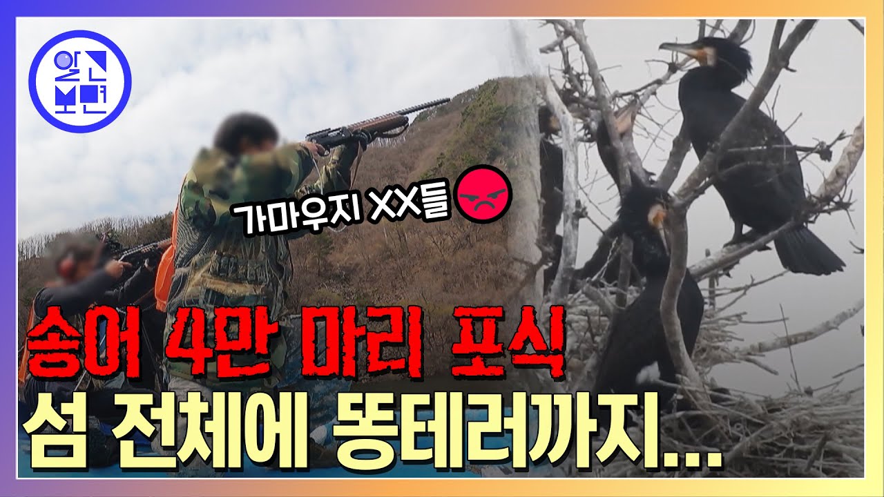 하얗게 말라죽인 섬과 양식장 초토화. 민물가마우지 포획단 출동!