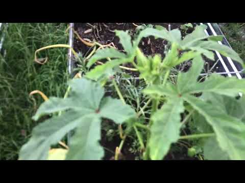 Should I Pull Up The Melons Helpppp